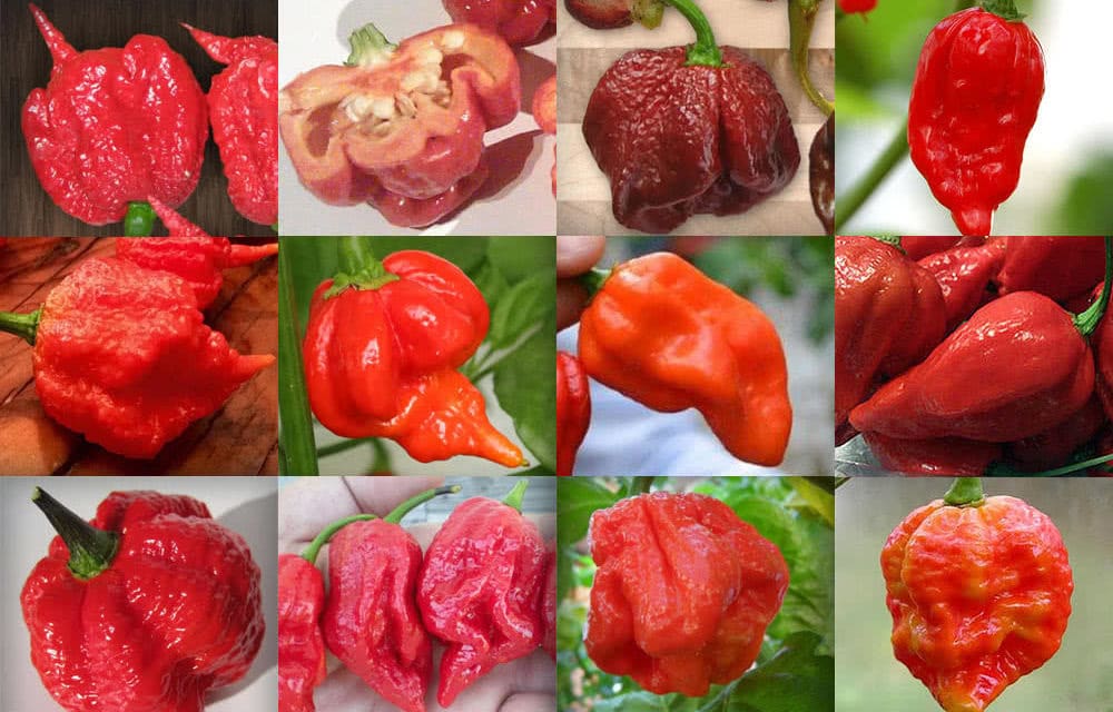 Top 12 Hottest Peppers in the World 2019