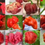 Top 12 Hottest Peppers in the World 2023