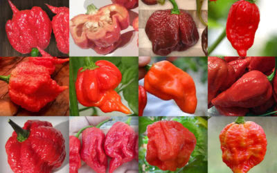 Top 12 Hottest Peppers in the World 2023