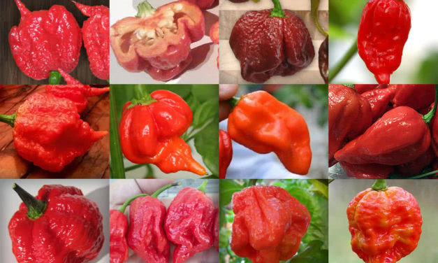 Top 12 Hottest Peppers in the World 2023