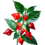 Biquinho or Chupetinho pepper
