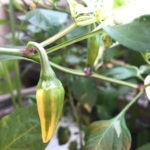 Fish Pepper Plant