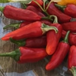 Fish Peppers Ripe