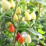 Tennessee Teardrop Pepper