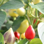 Tennessee Teardrop Pepper