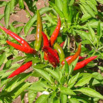 Yatsufusa Pepper