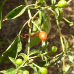 Chiltepin