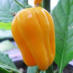 Golden Habanero