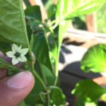 Ghost Pepper flower