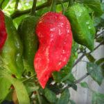 Naga Viper Pepper