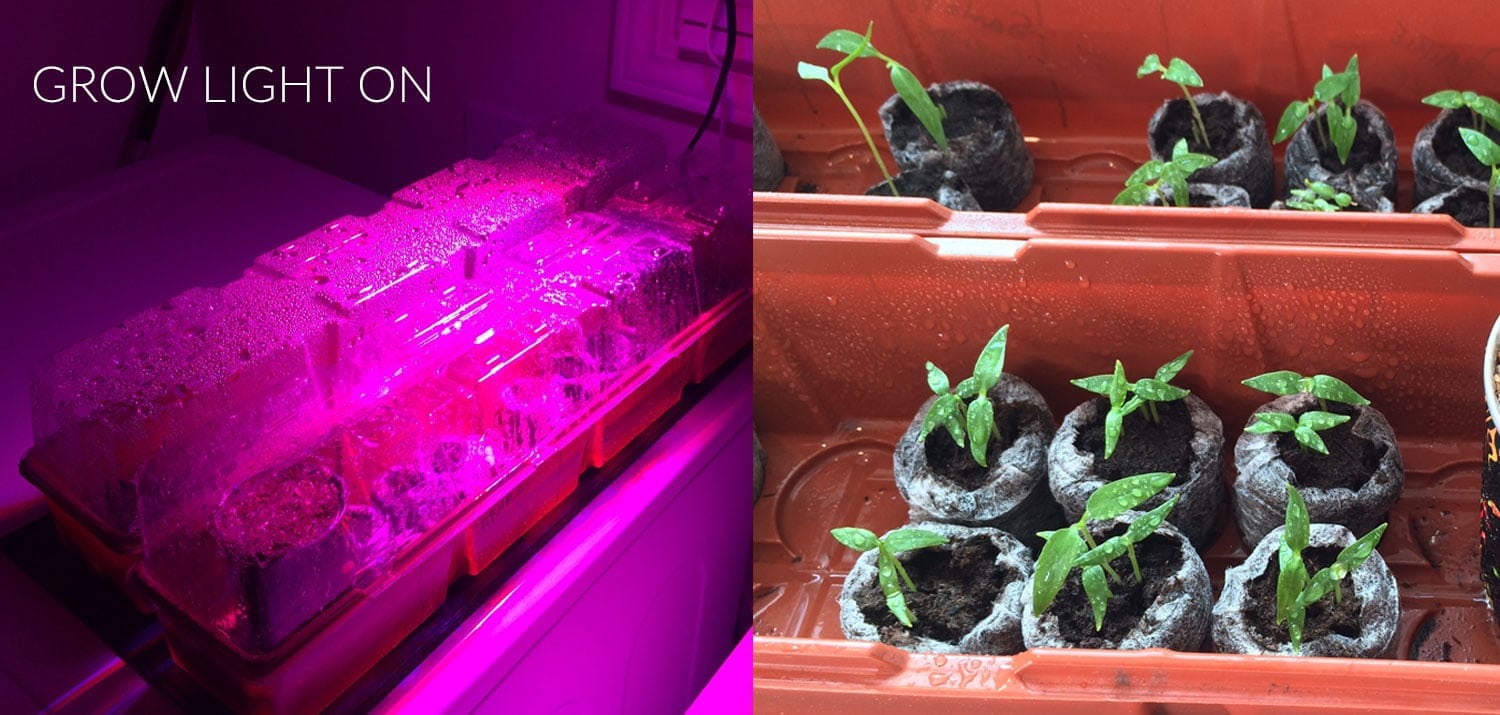 Grow Light Hot Peppers