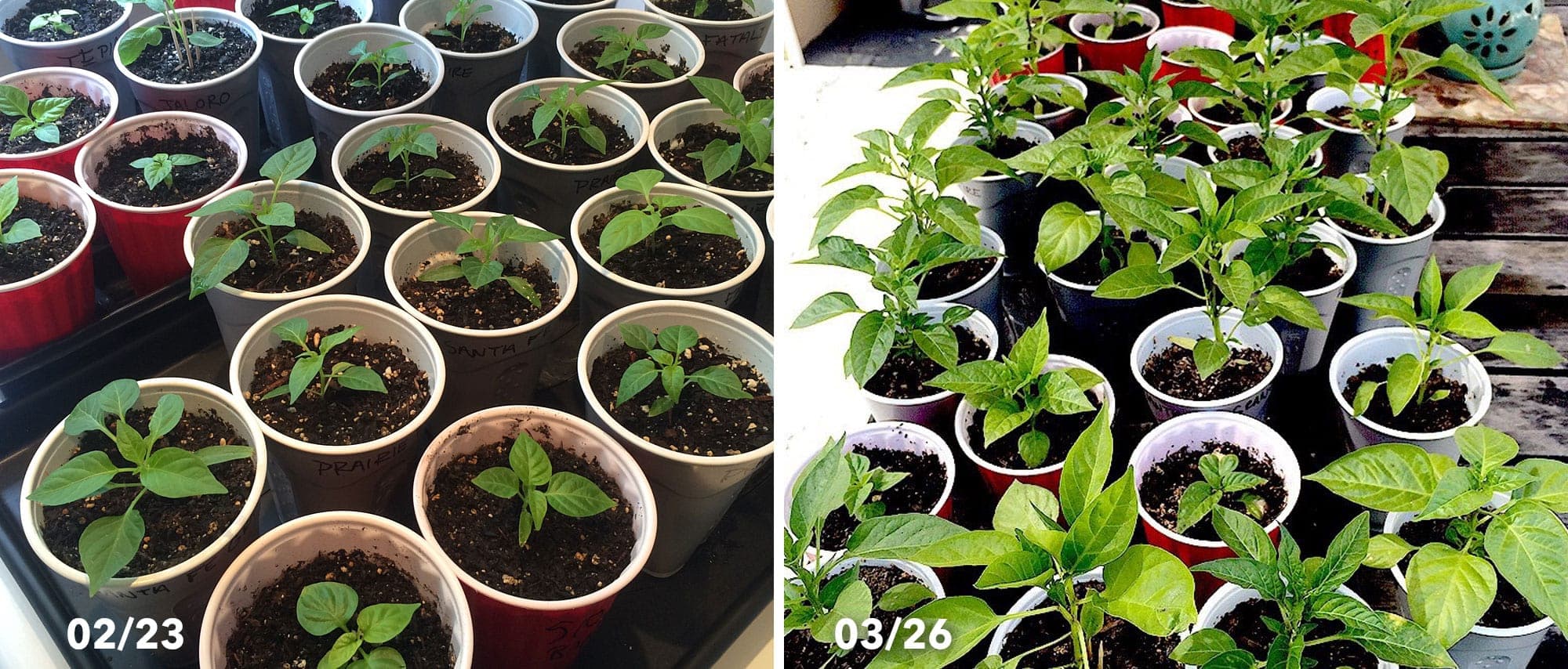 Hot Pepper Plants