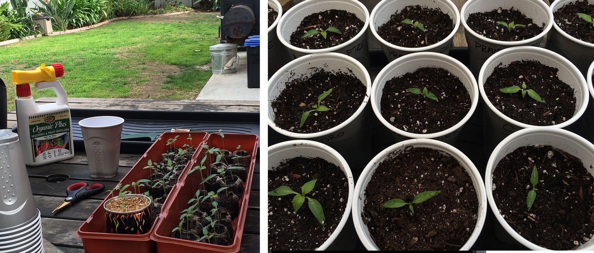 Seedlings Transplanted