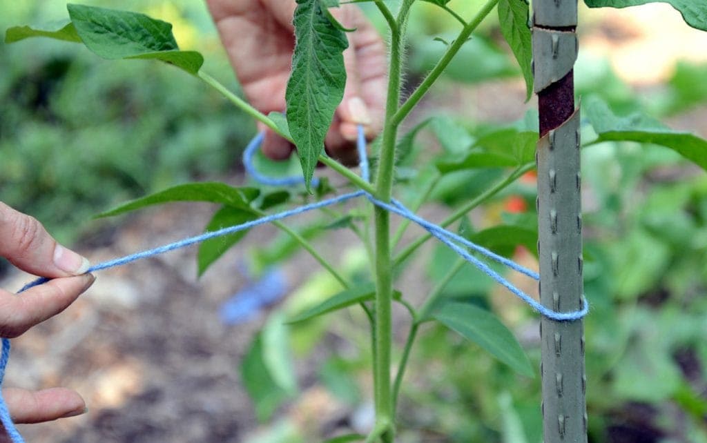 Staking Pepper Plants