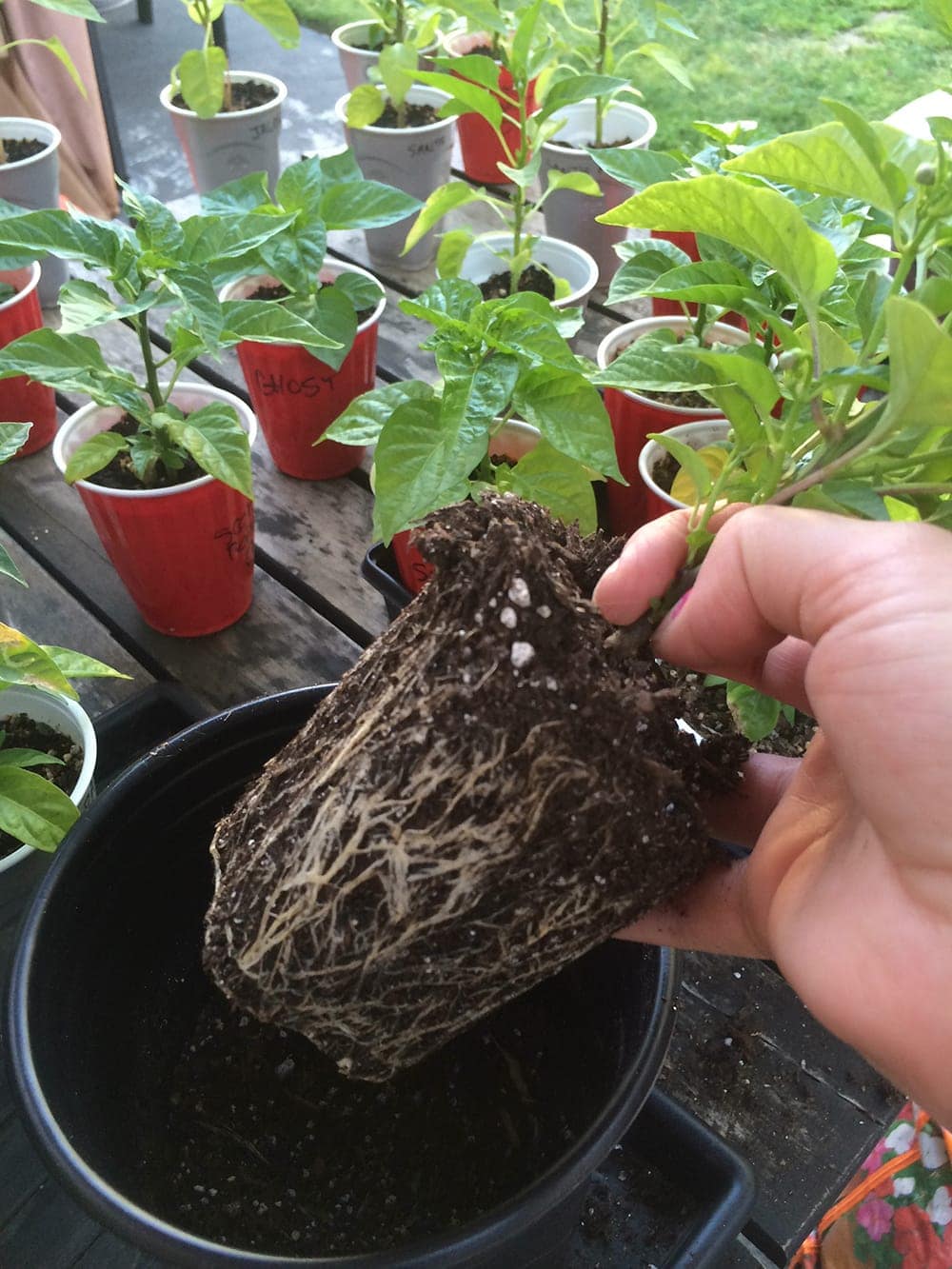 Pepper Transplanting