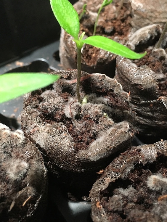 White Mold Pepper Seedling