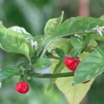 Dragon's Breath Pepper