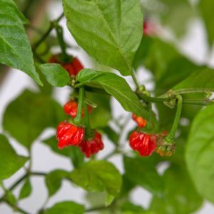 Dragon's Breath Pepper