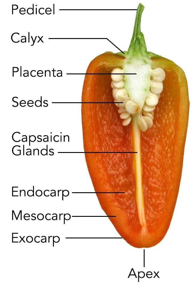 Pepper Fruit.