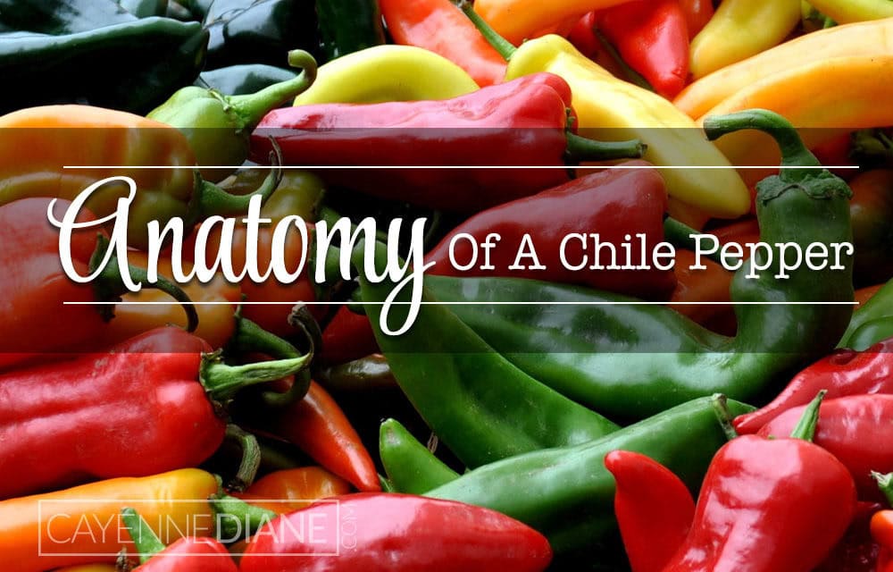 Anatomy of a Chile Pepper