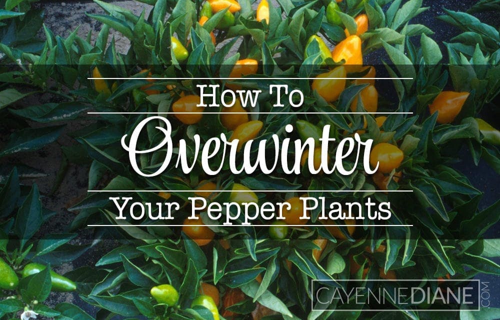 Tips for Keeping Your Pepper Plants Alive Over the Winter