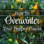 Tips for Keeping Your Pepper Plants Alive Over the Winter