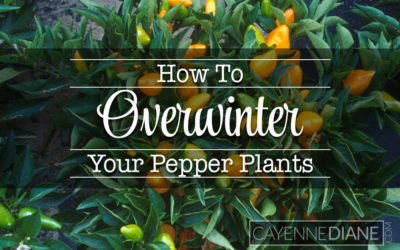 Tips for Keeping Your Pepper Plants Alive Over the Winter