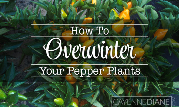 Tips for Keeping Your Pepper Plants Alive Over the Winter