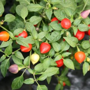 Tennessee Teardrop Pepper