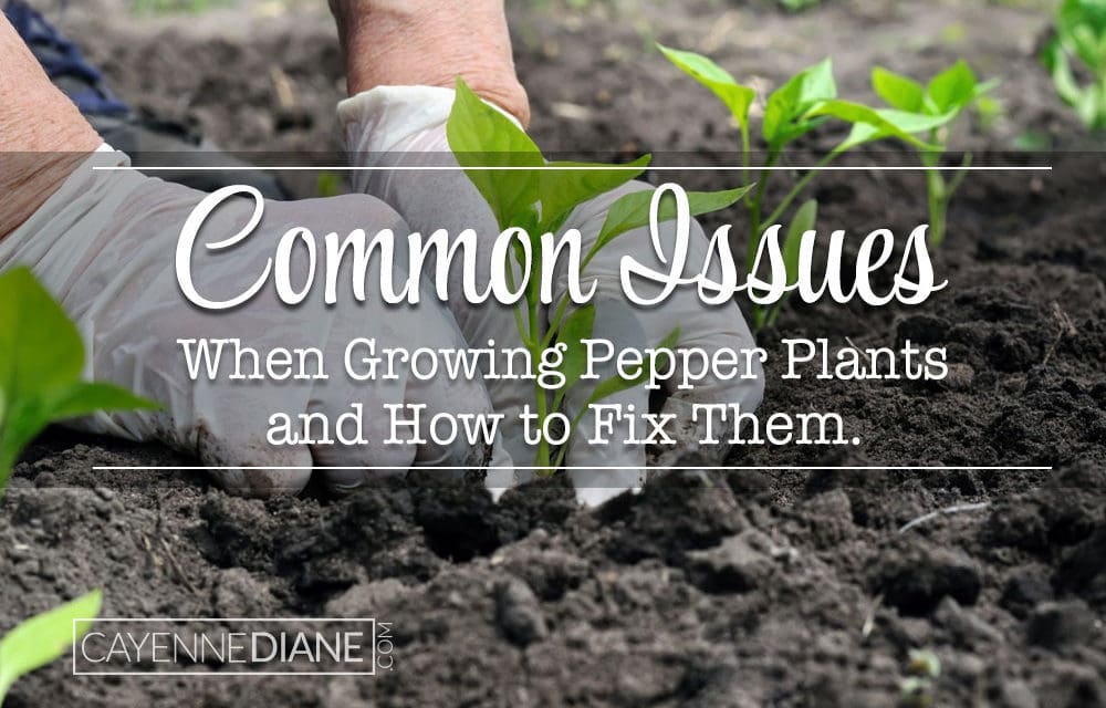Common Issues When Growing Pepper Plants