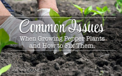 Common Issues When Growing Pepper Plants