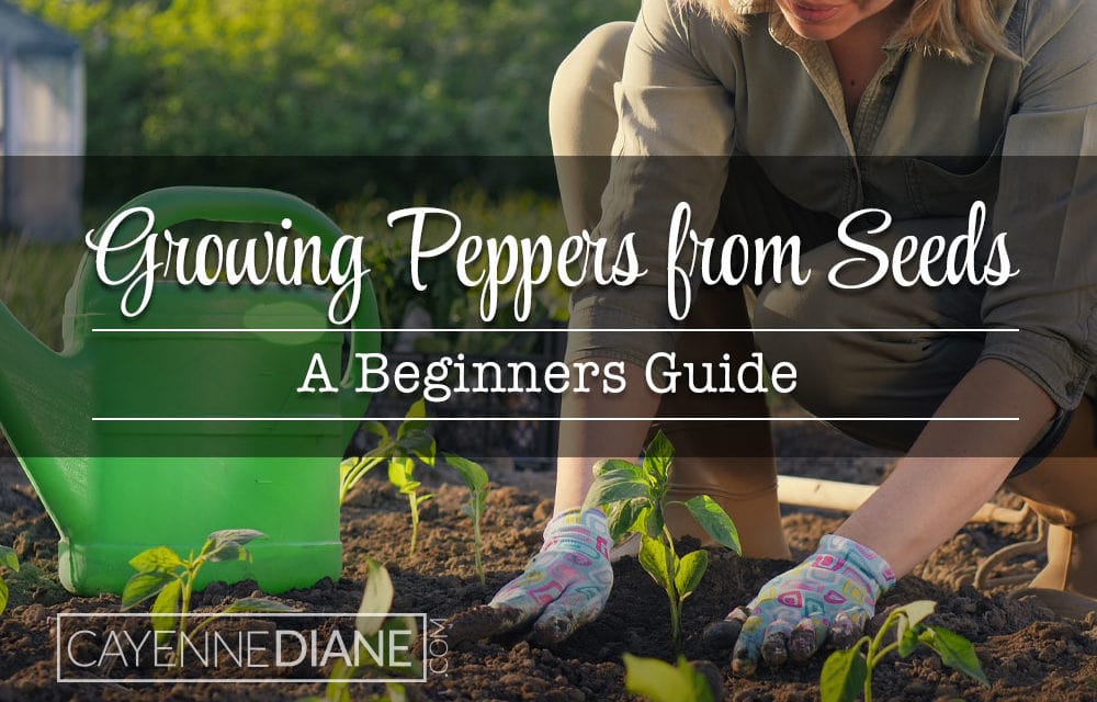 Growing Peppers from Seed for Beginners