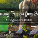 Growing Peppers from Seed for Beginners