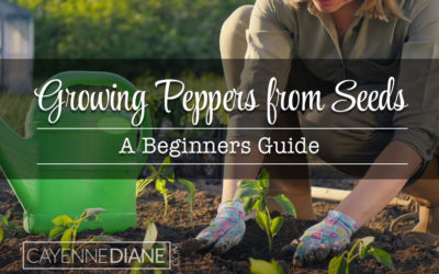 Growing Peppers from Seed for Beginners