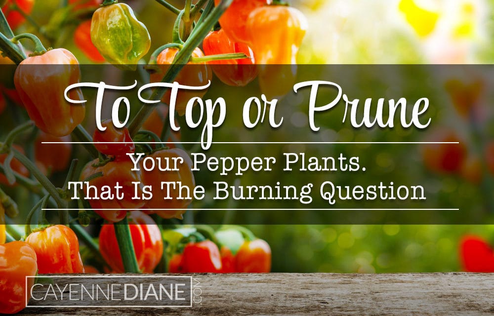 Topping or pruning pepper plants. Is it necessary?