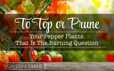 Topping or pruning pepper plants. Is it necessary?
