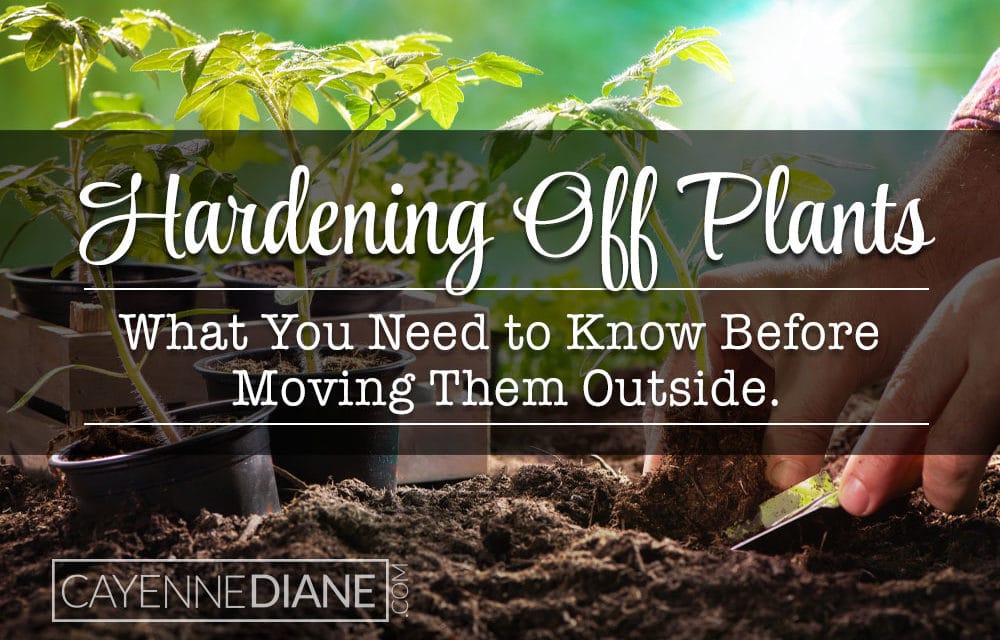 Hardening Off Plants, What it is and Why You Shouldn’t Skip It