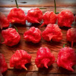 7 Pot Primo Hot Pepper