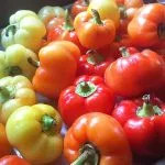 Alma Paprika Pepper