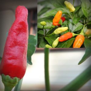 Bahamian Bird Pepper