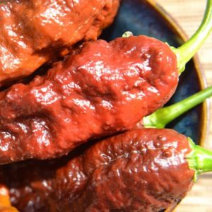 Bhut Jolokia Chocolate Peppers