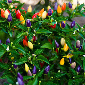 Bolivian Rainbow Peppers