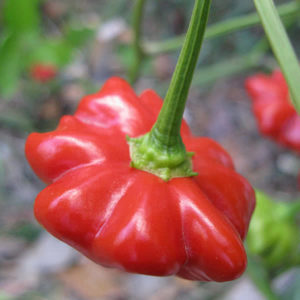 Brazilian Starfish Pepper