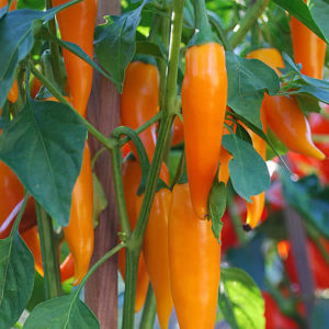 Bulgarian Carrot Peppers