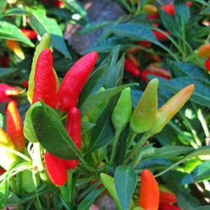 Candlelight Pepper