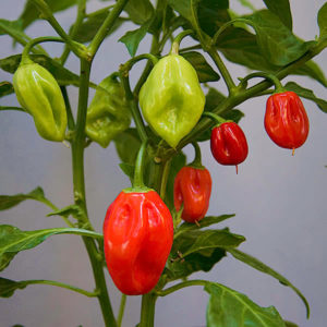 Caribbean Red Habanero Peppers