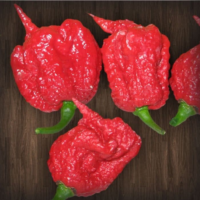Top 12 Hottest Peppers In The World 2019 Cayenne Diane The chilly chili ornamental chili (capsicum annuum 'chilly chili') is a herbaceous plant that's known for its moderate growth and dark green colored leaves. top 12 hottest peppers in the world