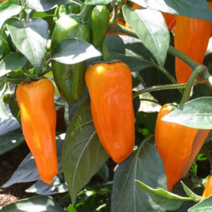 Cheyenne Hot Pepper