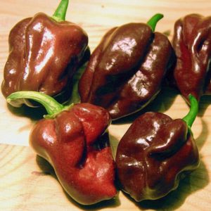 Chocolate Habanero Peppers