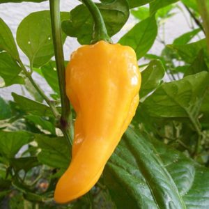 Devil's Tongue Yellow Pepper